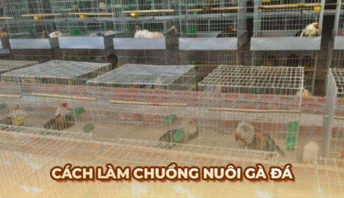 chuồng nuôi gà đá