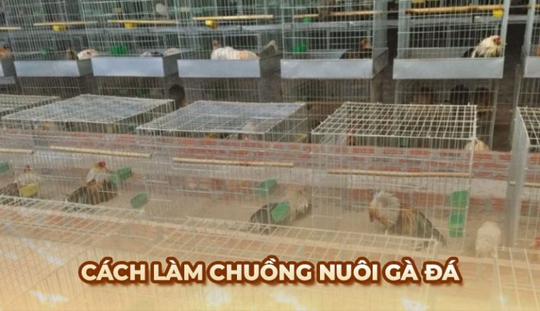 chuồng nuôi gà đá