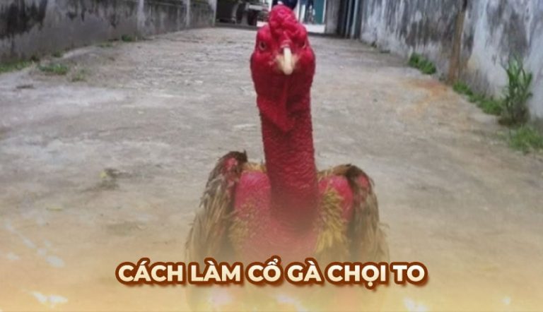 cổ gà chọi to