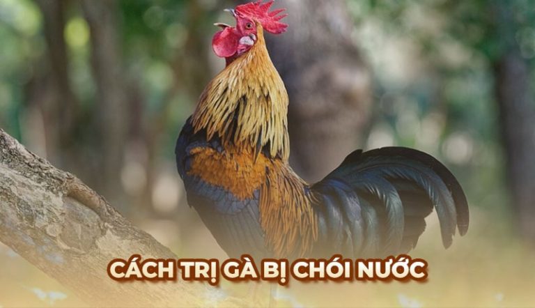 trị gà bị chói nước