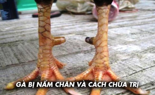 gà bị nấm chân