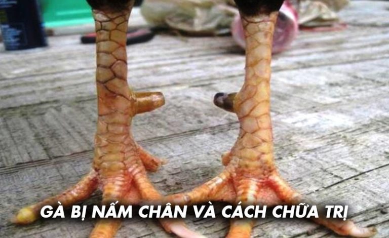 gà bị nấm chân