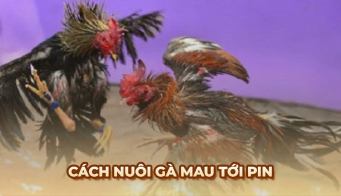gà mau tới pin