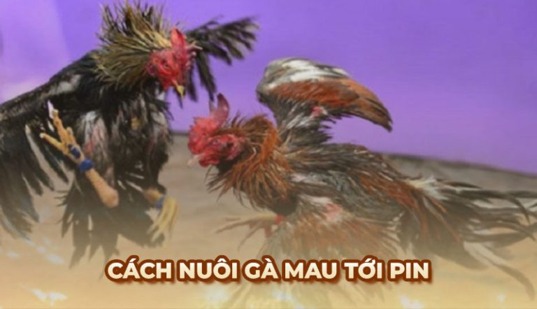 gà mau tới pin