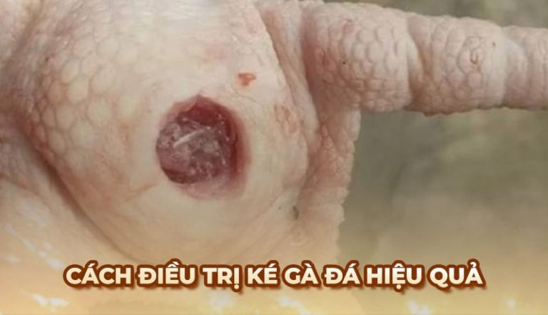 trị ké gà đá
