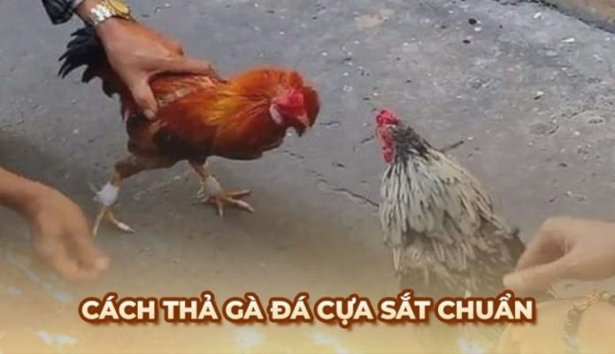 Cách thả gà đá