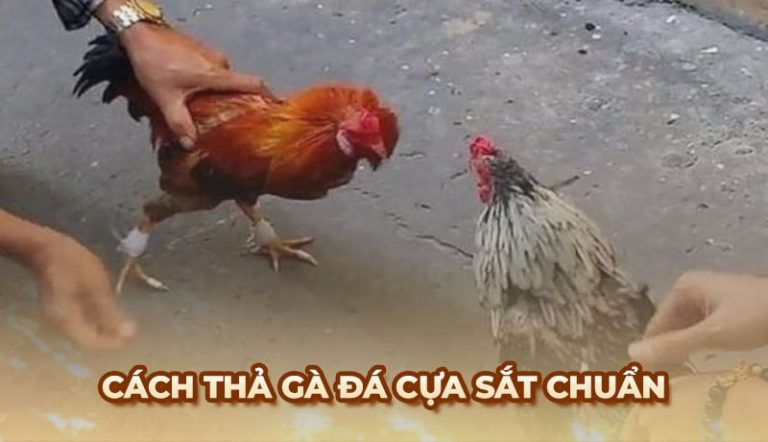 Cách thả gà đá